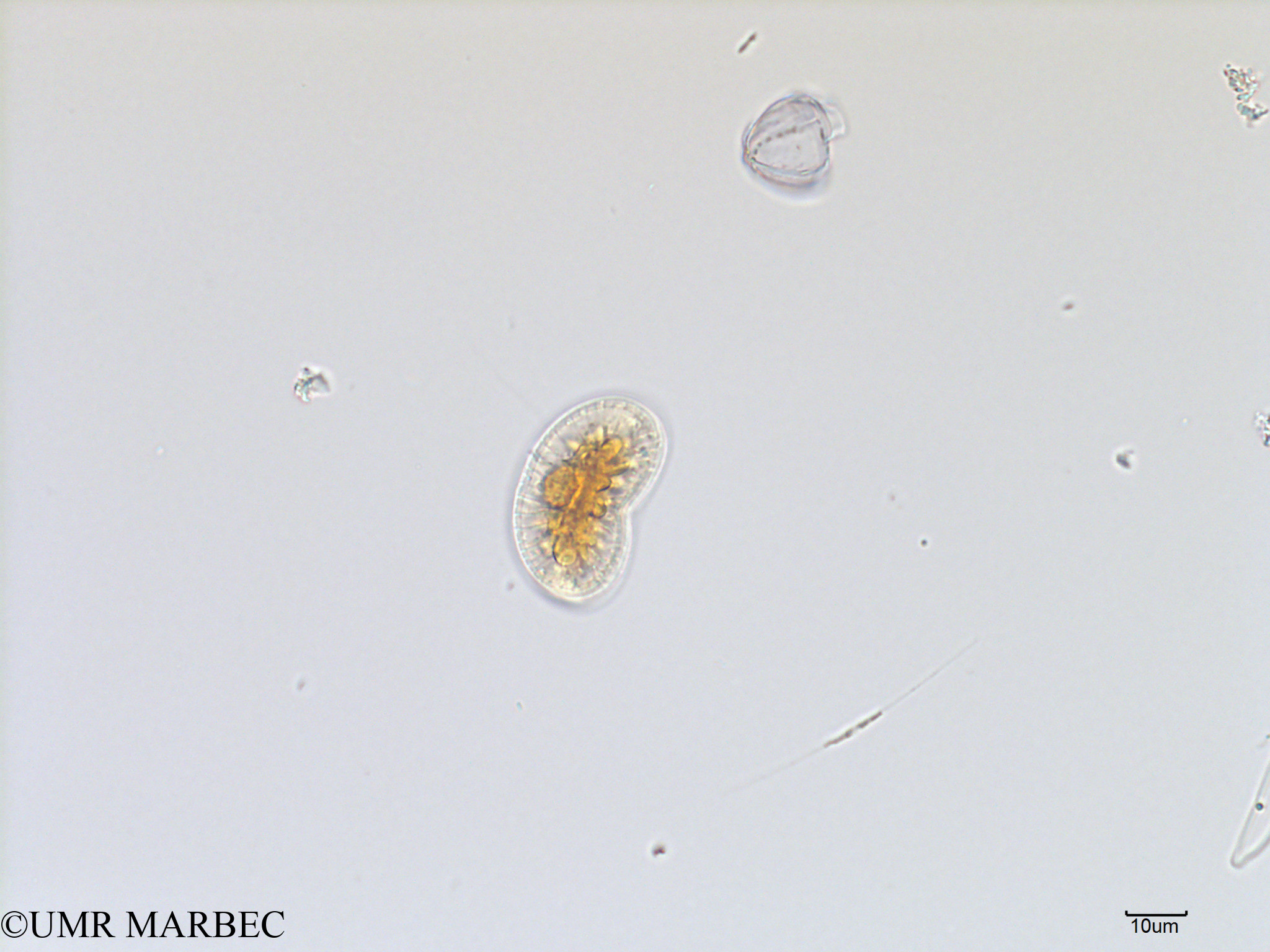 phyto/Scattered_Islands/iles_glorieuses/SIREME November 2015/Plagiodiscus nervatus (SIREME-Glorieuses2015-ech2-221116-photo26-2)(copy).jpg